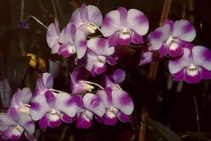 Dendrobium Burana Diamond