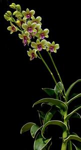 Dendrobium Burana Emerald