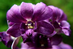Dendrobium Blue Sapphire