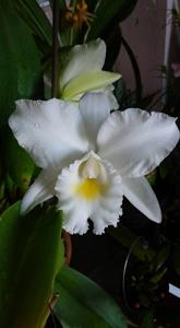 Rhyncholaeliocattleya Tsiku Orpheus