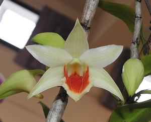 Dendrobium Tobaen Dawn