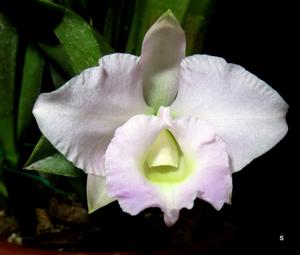 Cattleya Memoria Alberto Wenzel