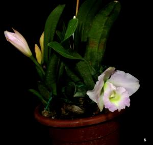 Cattleya Memoria Alberto Wenzel