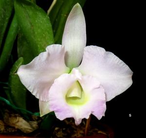 Cattleya Memoria Alberto Wenzel