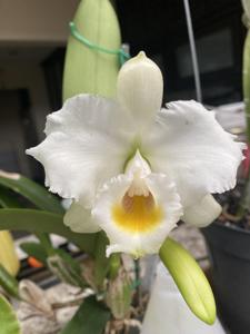 Cattleya Memoria Alberto Wenzel