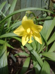 Spathoglottis Lion of Singapore