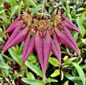 Bulbophyllum A-doribil Candy