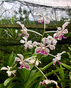 Vanda Lion's Winter Melody