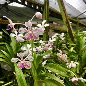 Vanda Lion's Winter Melody