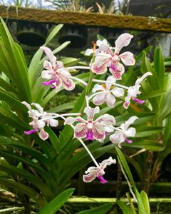 Vanda Lion's Winter Melody