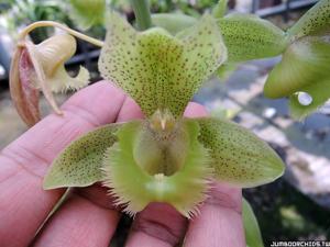 Clowesetum Jumbo Apollo