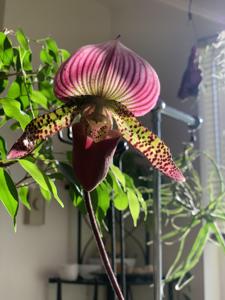 Paphiopedilum Magic Cherry