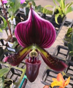 Paphiopedilum Magic Cherry