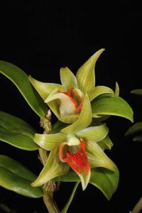 Dendrobium Peng Seng