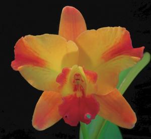 Cattleya Dream Weaver