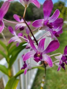 Dendrobium Hawaiian Twinkle