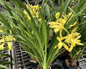 Cymbidium Golden Vanguard