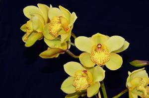 Cymbidium Koushu Dream