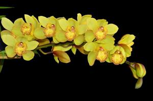 Cymbidium Koushu Dream