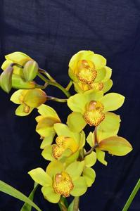 Cymbidium Koushu Dream