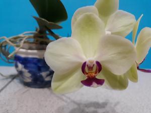 Phalaenopsis Ho's Colourful Bubbles