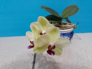 Phalaenopsis Ho's Colourful Bubbles