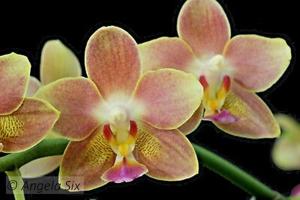 Phalaenopsis Tzu Chiang Balm