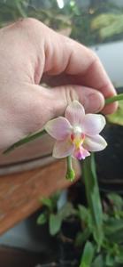 Phalaenopsis Tzu Chiang Balm