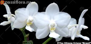 Phalaenopsis Tzu Chiang Chrisna