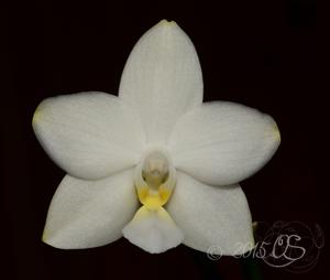 Phalaenopsis Tzu Chiang Chrisna