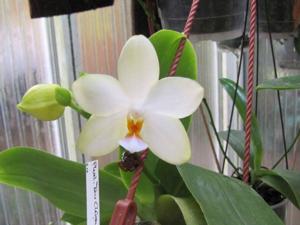 Phalaenopsis Tzu Chiang Chrisna