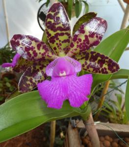 Cattleya Comets Tail