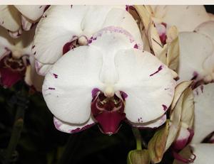 Phalaenopsis Ching Hua Magic