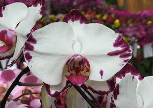 Phalaenopsis Ching Hua Magic