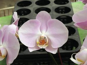 Phalaenopsis Taida Lovely