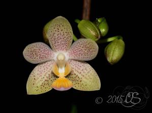 Phalaenopsis Hans Christiansen