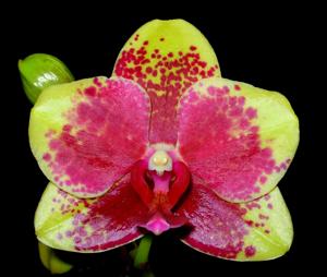 Phalaenopsis Dou-dii Pride