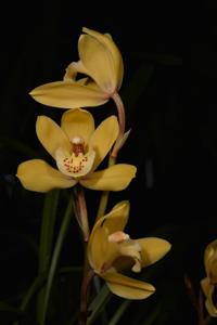 Cymbidium Eastern Bunny