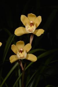 Cymbidium Eastern Bunny