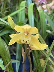 Cymbidium Eastern Bunny