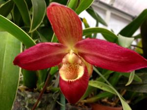 Phragmipedium Magdalene Rose