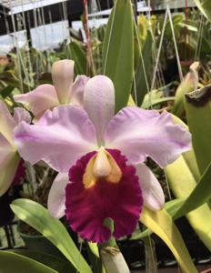 Cattleya Supersonic