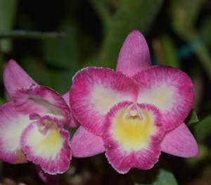 Cattleytonia Quantum Spirit