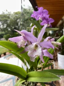 Brassocatanthe Haleahi Profusion