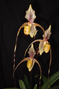 Paphiopedilum Shin-Yi's Pride