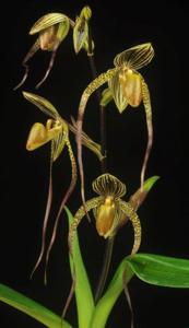 Paphiopedilum Shin-Yi's Pride