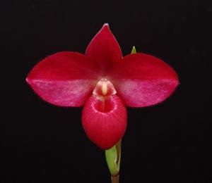 Phragmipedium Asuko Fischer