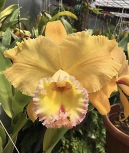 Rhyncholaeliocattleya Judith Lynn Hausermann