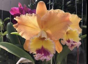 Rhyncholaeliocattleya Judith Lynn Hausermann