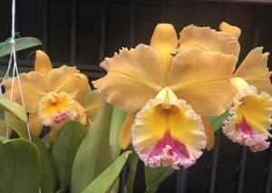 Rhyncholaeliocattleya Judith Lynn Hausermann